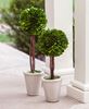 Boxwood Topiary, 16"