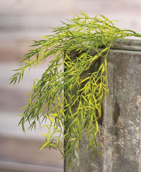 Picture of Hanging Dill Leaves