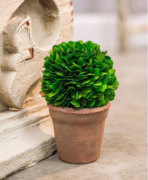 Picture of Potted Boxwood Ball - 4"