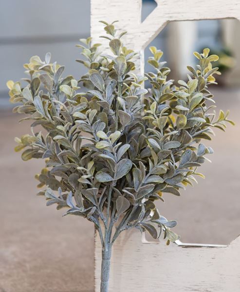 Picture of Pebble Eucalyptus Bush, 14”