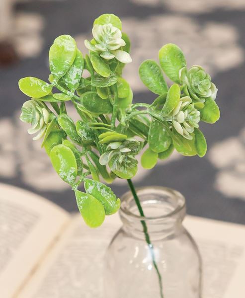 Picture of Green Buds Succulent  Pick, 8.5"