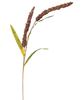 Picture of Burgundy Millet Stem, 30"