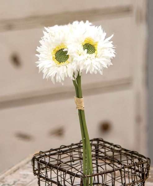 Picture of Triple Gerbera Daisy Bouquet,  White