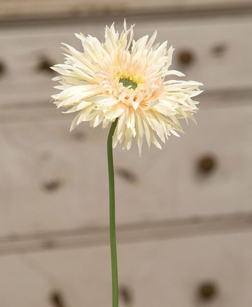 Picture of Gerbera Daisy Stem, Cream Pink