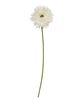 Picture of Gerbera Daisy Stem, White