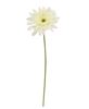 Picture of Blooming African Daisy Stem, White