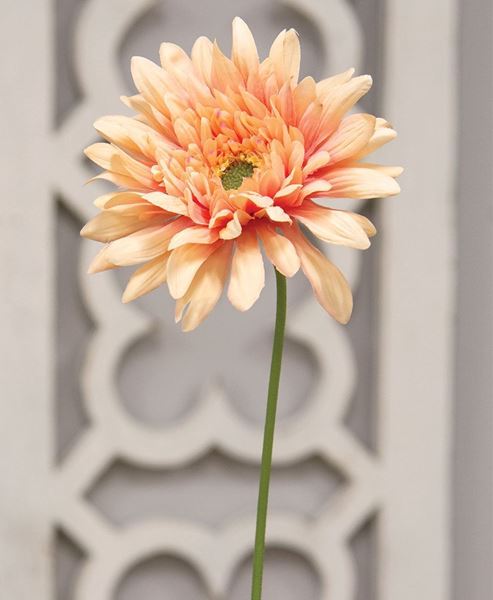 Picture of Blooming African Daisy Stem, Dark Pink