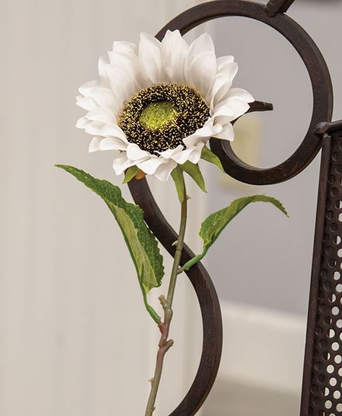 Picture of Blooming Sunflower Stem,  White