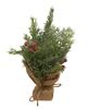 Picture of Mini Sugar Berry Pine Tree w/Burlap Base, 12"H